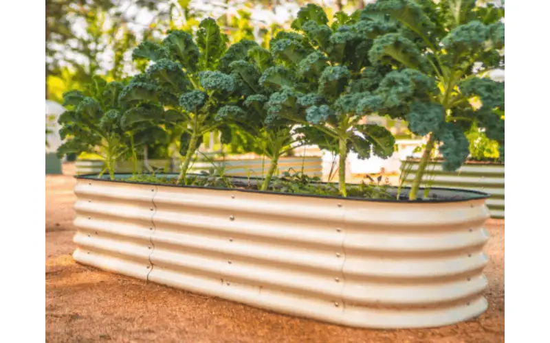planter raised beds