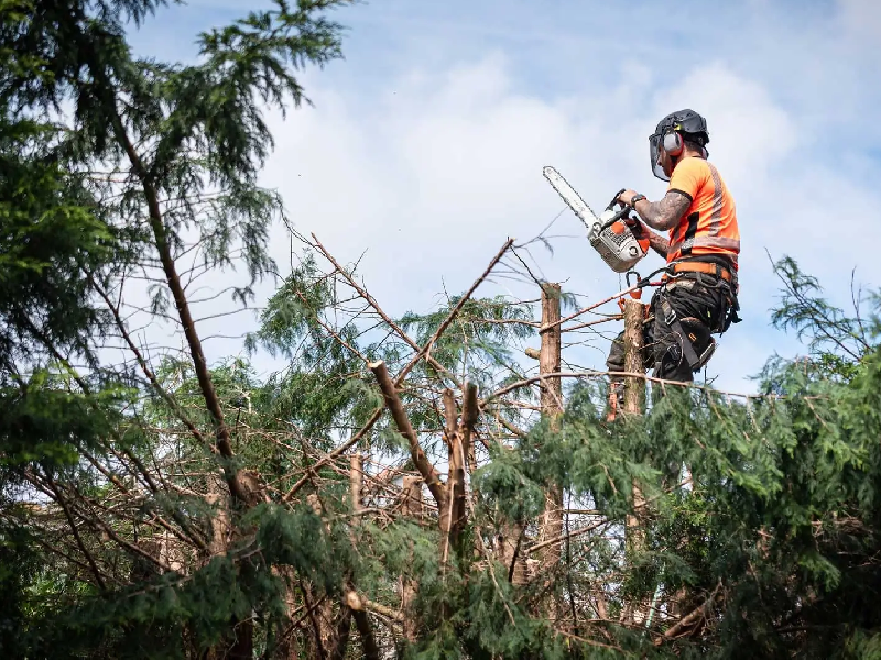 Discover the Benefits of Our Expert Tree Mulching Service
